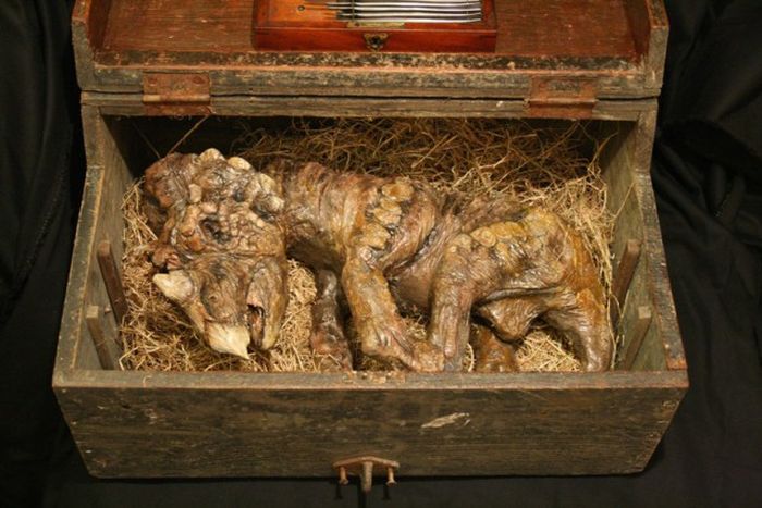 Old Bodies From Strange Creatures Were Discovered In A London Basement