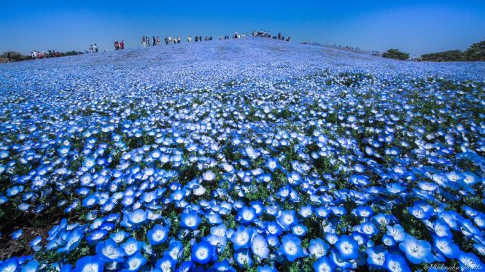 Millions Of Flowers Have Bloomed In Japan’s Hitachi Seaside Park