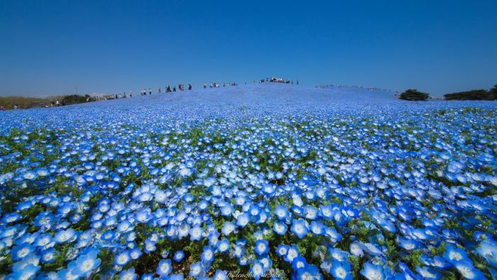 Millions Of Flowers Have Bloomed In Japan’s Hitachi Seaside Park