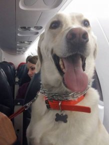 Canadian North Airlines Is Letting People Fly With Their Pets