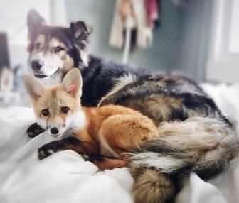 A Pet Fox And A Dog Have Formed A Wonderful Friendship