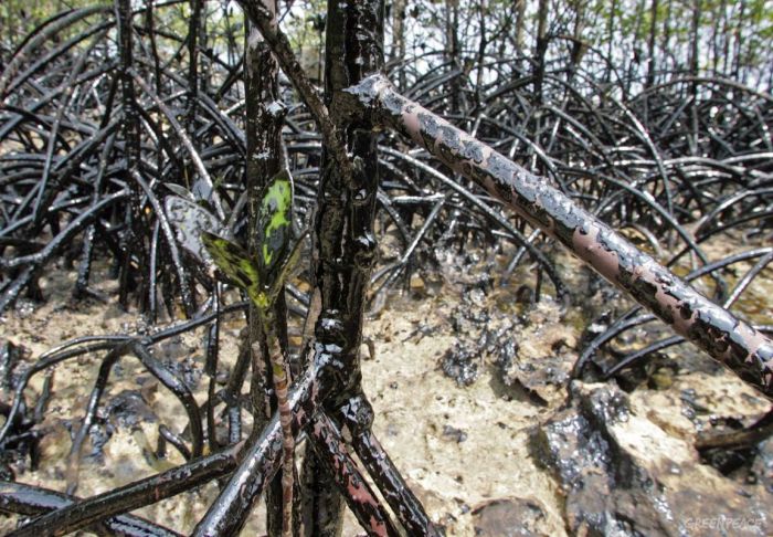 Mangrove Forests Are Dying In The Philippines