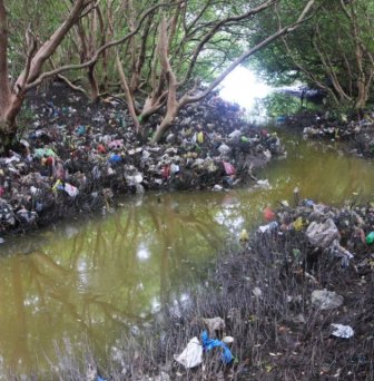 Mangrove Forests Are Dying In The Philippines