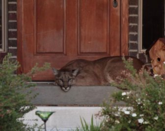 Cougar Gets Caught Taking A Nap On The Front Doorstep