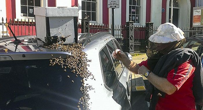 Massive Swarm Of 20,000 Bees Follows Car For Two Days Straight