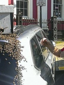 Massive Swarm Of 20,000 Bees Follows Car For Two Days Straight