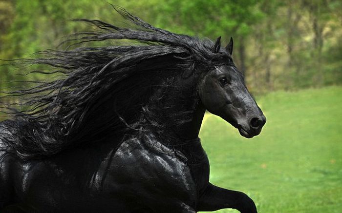 Frederik The Horse Has The World's Most Majestic Mane