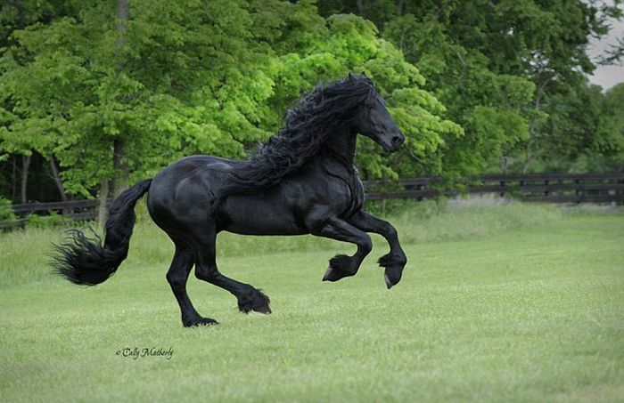 Frederik The Horse Has The World's Most Majestic Mane