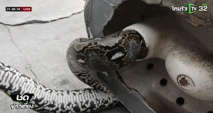 Python Bites Man In The Worst Possible Spot