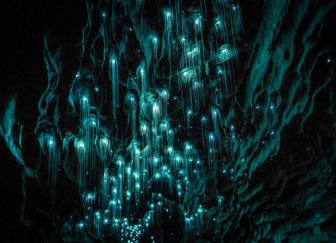 Glow Worms Make The Waitomo Caves A Magical Place To Visit
