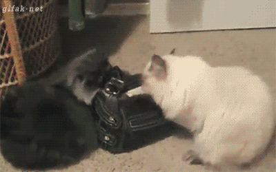 Daily GIFs Mix, part 801