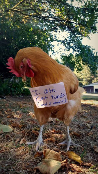 Forget Dog Shaming, Chicken Shaming Is The Next Big Thing | Animals