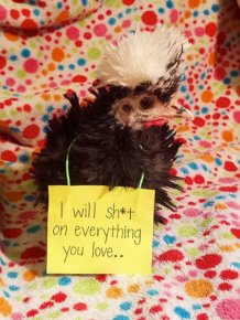 Forget Dog Shaming, Chicken Shaming Is The Next Big Thing