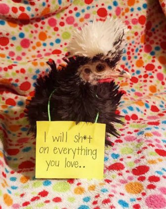 Forget Dog Shaming, Chicken Shaming Is The Next Big Thing