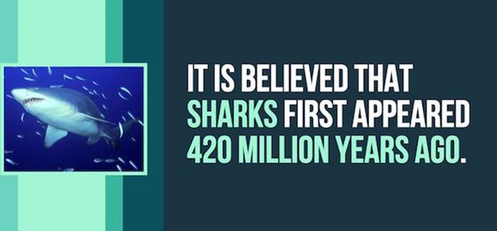 Exciting Shark Facts From The Depths Of The Ocean