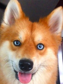 Fox Dog Is Taking The Internet By Storm