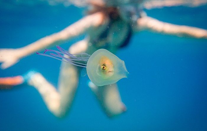 Fish Gets Trapped Inside A Jellyfish