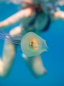 Fish Gets Trapped Inside A Jellyfish