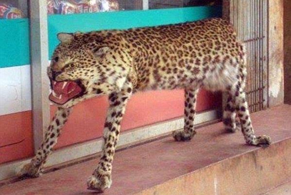 What It Looks Like When Taxidermy Goes Wrong