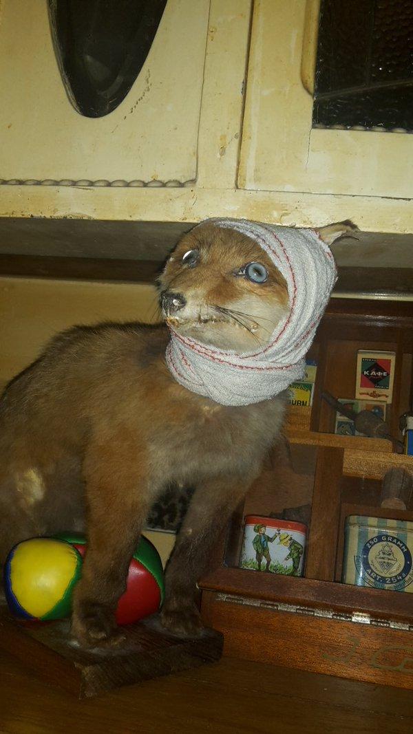 What It Looks Like When Taxidermy Goes Wrong
