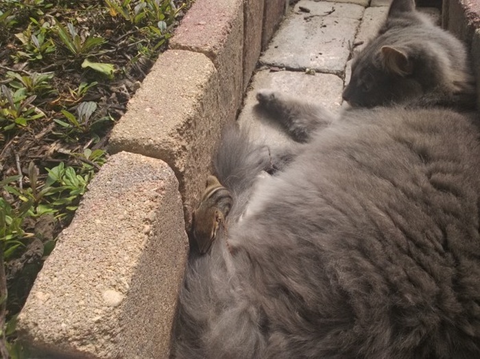Cat Fails At Trying To Catch A Chipmunk