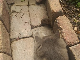 Cat Fails At Trying To Catch A Chipmunk