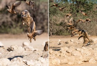 Vicious Jackals Hunt Birds In The Wild
