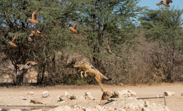 Vicious Jackals Hunt Birds In The Wild