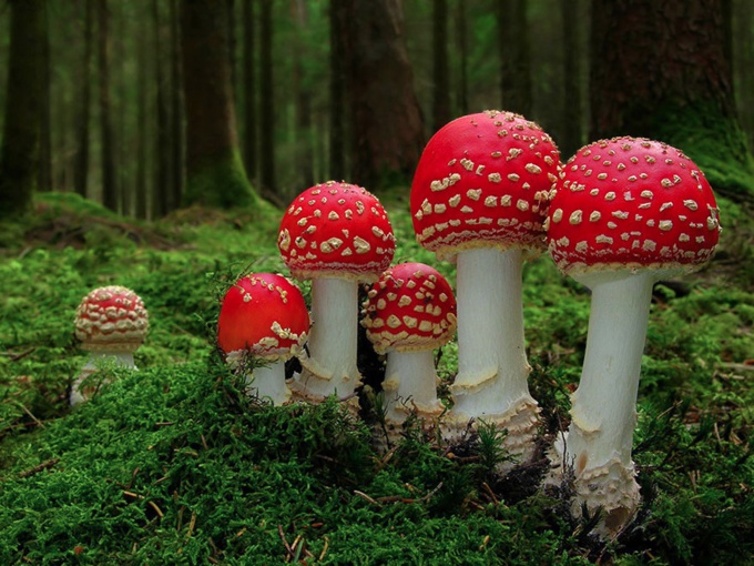 A Closer Look At The Magical World Of Mushrooms