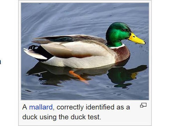 Hilarious Photo Captions From The Depths Of Wikipedia