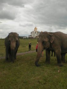 Russian Residents Greeted By A Pack Of Elephants
