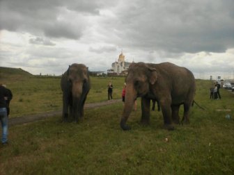 Russian Residents Greeted By A Pack Of Elephants