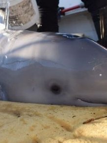 Newborn Baby Whale Saved By Kids In Canada