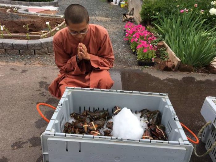Buddhist Monks Purchase Lobsters Only To Set Them Free