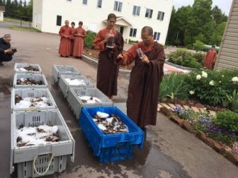 Buddhist Monks Purchase Lobsters Only To Set Them Free