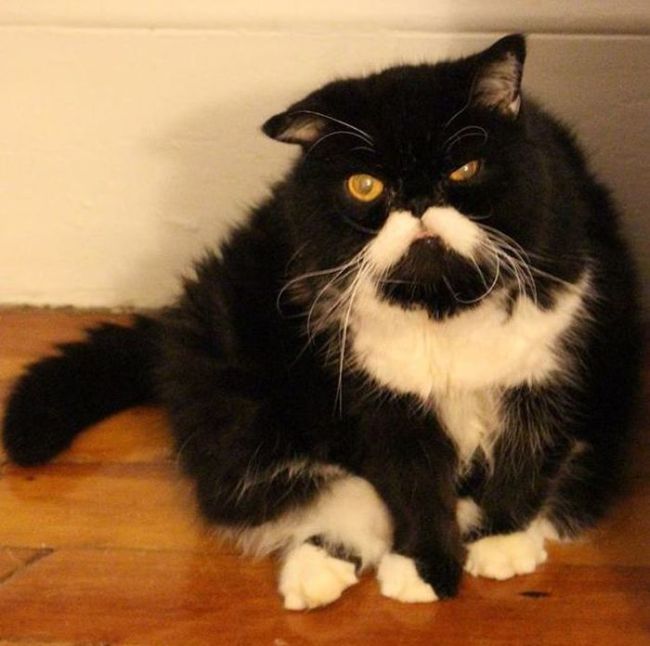 Kyle Is A Cat With A Cute Mustache And A Troubled Past