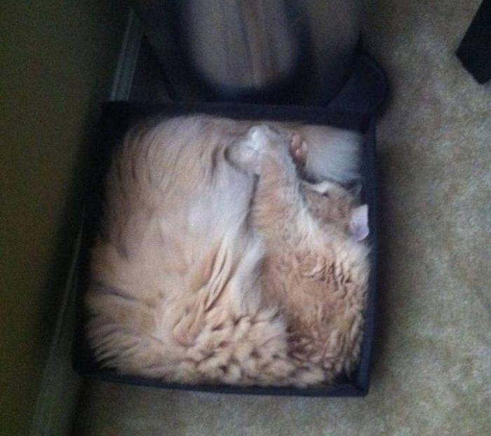 There's Just Something About Boxes That Cats Seem To Love