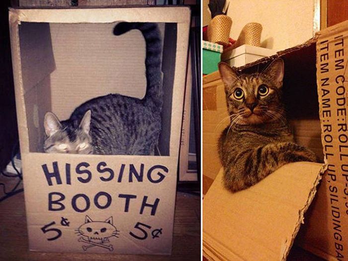 There's Just Something About Boxes That Cats Seem To Love