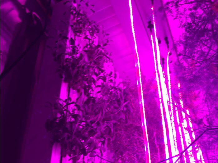 Google Employees Use Shipping Containers To Grow Organic Herbs