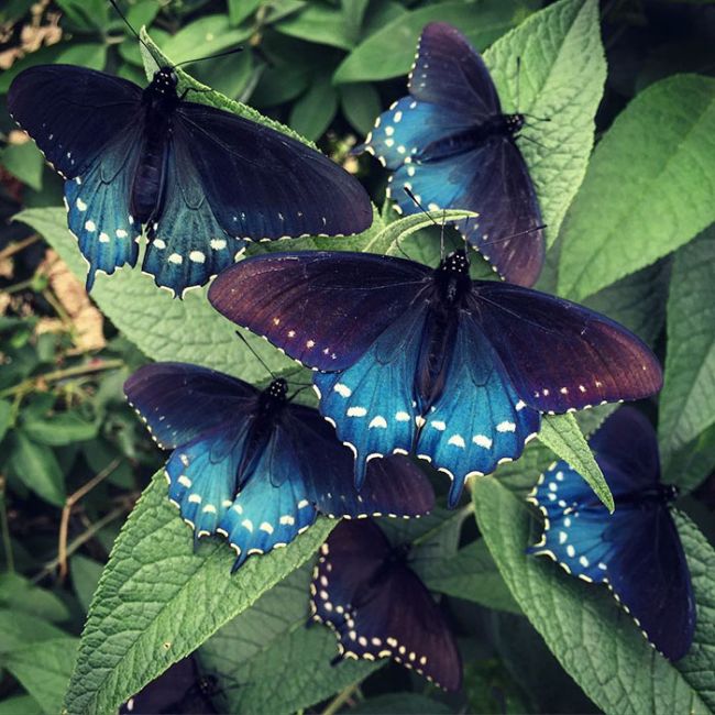 How One Man Repopulated A Rare Butterfly Species In His Backyard