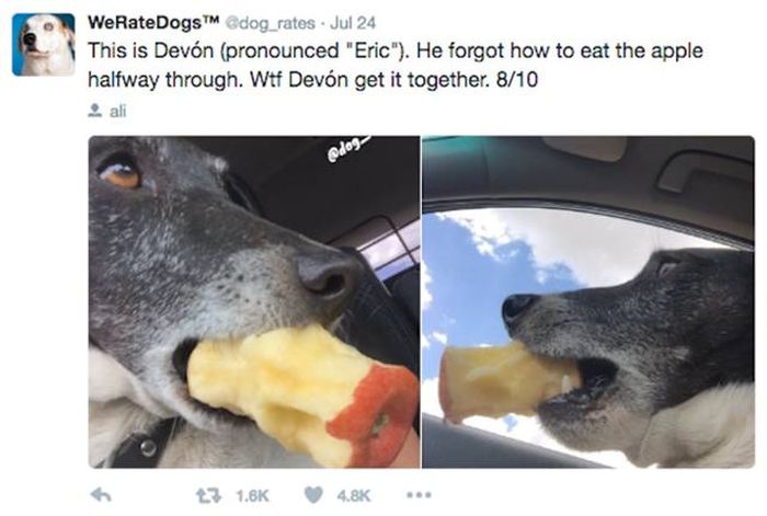 We Rate Dogs Is A Twitter Account That Will Keep Dog Lovers Laughing