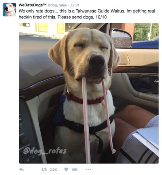 We Rate Dogs Is A Twitter Account That Will Keep Dog Lovers Laughing