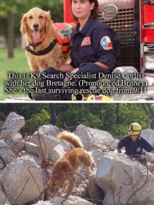 A Tribute To Bretagne, The Last 9/11 Rescue Dog