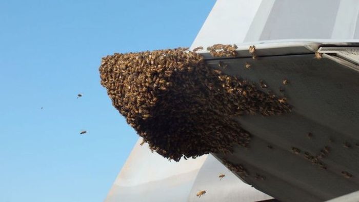Honey Bees Try To Takeover A F-22 Raptor