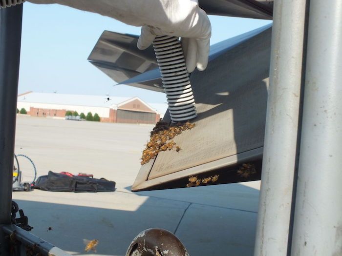 Honey Bees Try To Takeover A F-22 Raptor