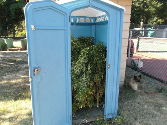 Police Find Porta Potty Packed With Marijuana Plants