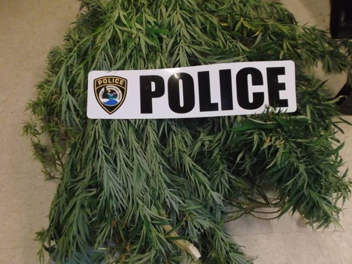 Police Find Porta Potty Packed With Marijuana Plants