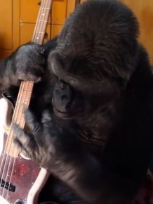 Red Hot Chili Peppers Bassist Flea Makes Friends With A Gorilla