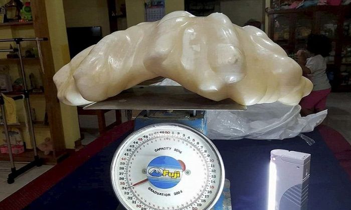 Fisherman Hides Massive 34kg Pearl For Ten Years