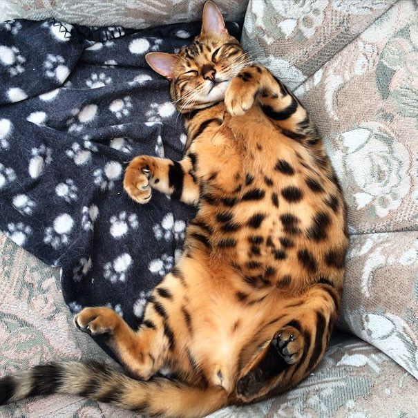 This Bengal Cat Named Thor Has Perfect Fur